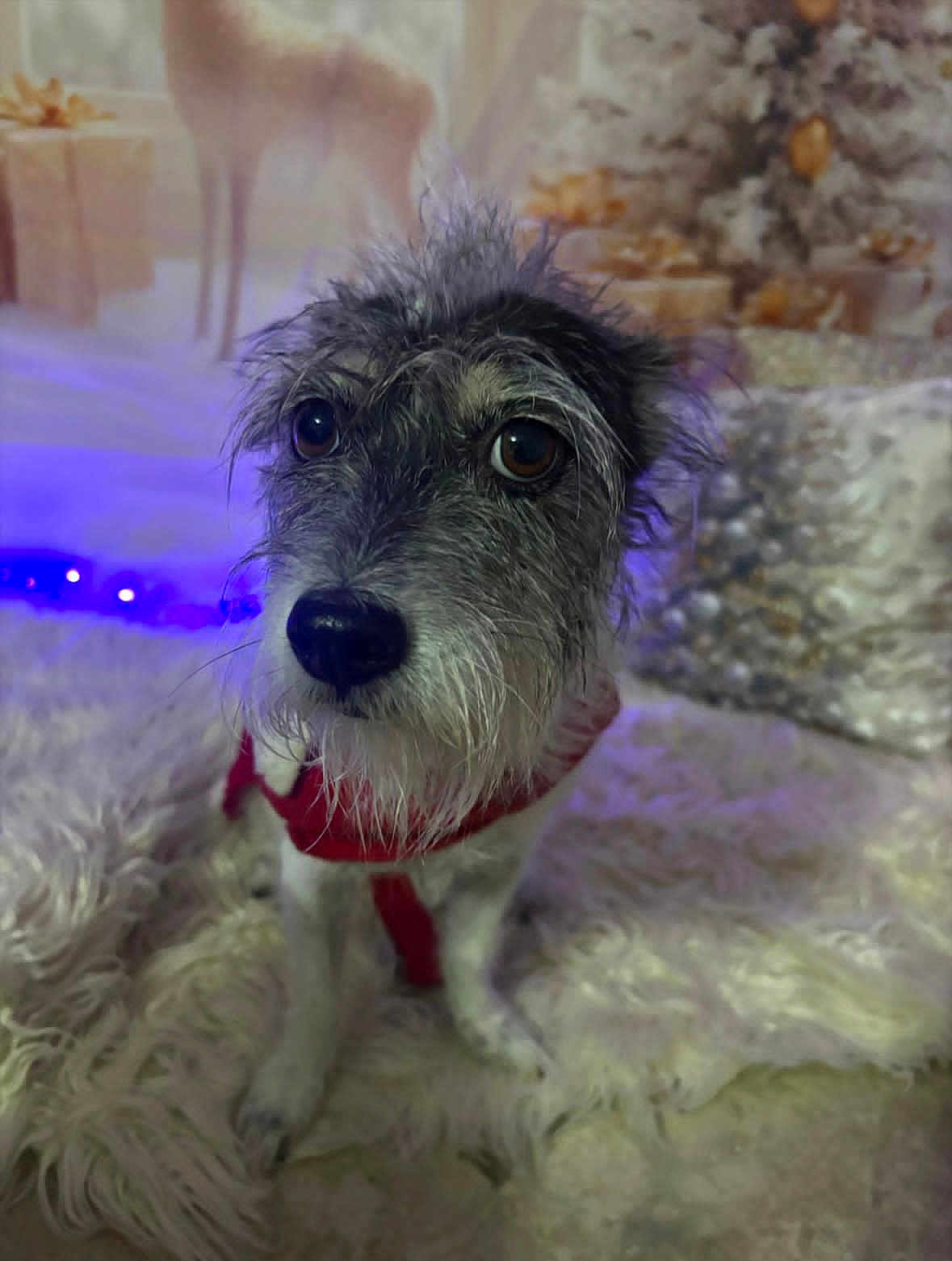 Churucha is registered to the contest to win money with this photo: dog, scruffy_dog, pet, indoor, fluffy_rug, red_harness, close_up, brown_eyes, holiday_decor, reindeer_figure, frosted_decorations, cozy, soft_lighting, white_rug, cute, animal, portrait, winter_theme, decorative, fur