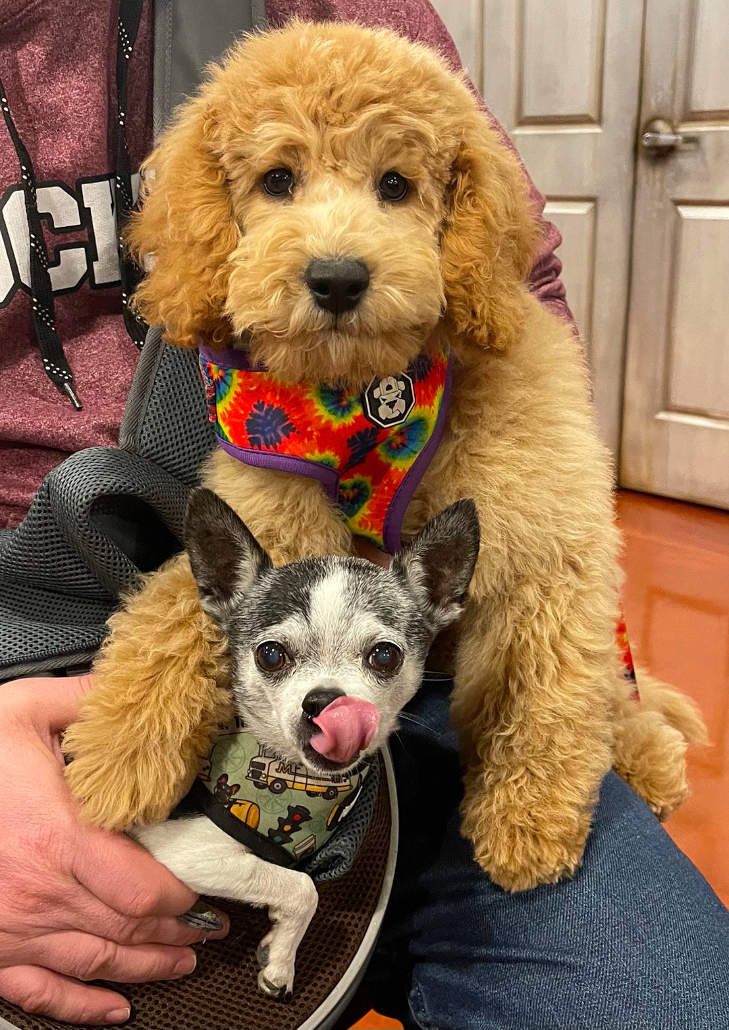 Jerry is registered to the contest to win money with this photo: cabinetry, canidae, carnivore, collar, companion_dog, dog, dog_breed, dog_clothes, dog_supply, door, fashion_accessory, fawn, fur, leash, pet_supply, puppy_love, snout, sporting_group, terrier, toy_dog