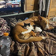 Molly joined the competition — help win amazing prizes! dog, kitten, cat, sleeping, bed, blanket, indoor, cuddle, animal, calico, tan_dog, peeking_dog, bottle, television, furniture, bag, fan, wooden_cabinet, cozy, pet