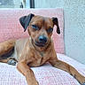 animal, brown_dog, canine, chair, companion, cute, dog, domestic_animal, ears, fur, furniture, indoor, laying_down, looking_at_camera, paw, pet, pink_chair, relaxed, resting, snout