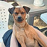 brown_dog, cute, daylight, dog, funny_expression, fur, gravel, lap, outdoor, paper_towel, person, pet, plastic_chair, relaxed, resting, shadow, sitting, small_dog, sunlight, table
