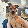 Snoopy a rejoint le concours — aidez-le/la à gagner de superbes lots ! animal, brown_dog, canine, casual, closeup, daytime, dog, expression, gravel, lap, legs, outdoor, paper_towel, person, pet, plastic_chair, sitting, summer, sunlight, table