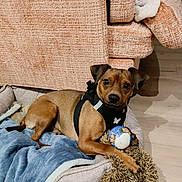 Snoopy a rejoint le concours — aidez-le/la à gagner de superbes lots ! dog, small_dog, brown_dog, dog_bed, blanket, toy, ball, indoor, floor, couch, furniture, pet, canine, relaxed, lying_down, cozy, domestic, animal, mammal, home