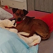 Snoopy participe au concours pour gagner de l'argent avec cette photo : animal, bed, blanket, brown_dog, canine, collar, comfort, cozy, curious, dog, domestic_animal, fur, furniture, household, indoor, pet, red_collar, relaxed, resting, sleeping_area