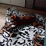 Snoopy a rejoint le concours — aidez-le/la à gagner de superbes lots ! dog, brown_dog, animal, pet, indoor, rug, patterned_rug, floor, wood_floor, looking, lying_down, domestic_animal, canine, curious, cozy, room, home, resting, quiet, shadow