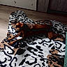 dog, brown_dog, animal, pet, indoor, rug, patterned_rug, floor, wood_floor, looking, lying_down, domestic_animal, canine, curious, cozy, room, home, resting, quiet, shadow