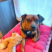 Snoopy a rejoint le concours — aidez-le/la à gagner de superbes lots ! dog, brown_dog, pet, indoor, cushion, pink_cushion, stuffed_toy, plush_toy, harness, window, curtain, floral_pattern, floor, wooden_furniture, relaxed, animal, cute, companion, cozy, domestic