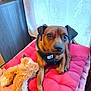 dog, brown_dog, pet, indoor, cushion, pink_cushion, stuffed_toy, plush_toy, harness, window, curtain, floral_pattern, floor, wooden_furniture, relaxed, animal, cute, companion, cozy, domestic