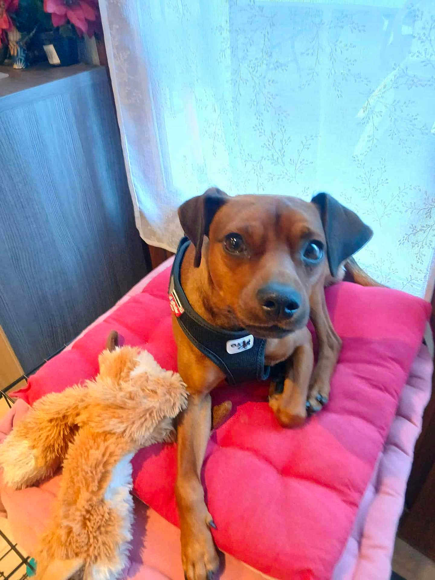 Snoopy a rejoint le concours — aidez-le/la à gagner de superbes lots ! dog, brown_dog, pet, indoor, cushion, pink_cushion, stuffed_toy, plush_toy, harness, window, curtain, floral_pattern, floor, wooden_furniture, relaxed, animal, cute, companion, cozy, domestic