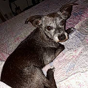 Galaxy a rejoint le concours — aidez-le/la à gagner de superbes lots ! animal, bed, black_and_white, canine, comfort, companion, cozy, curious, cute, dog, ears_up, fur, home, indoor, looking, lying_down, pet, quilt, resting, small_dog