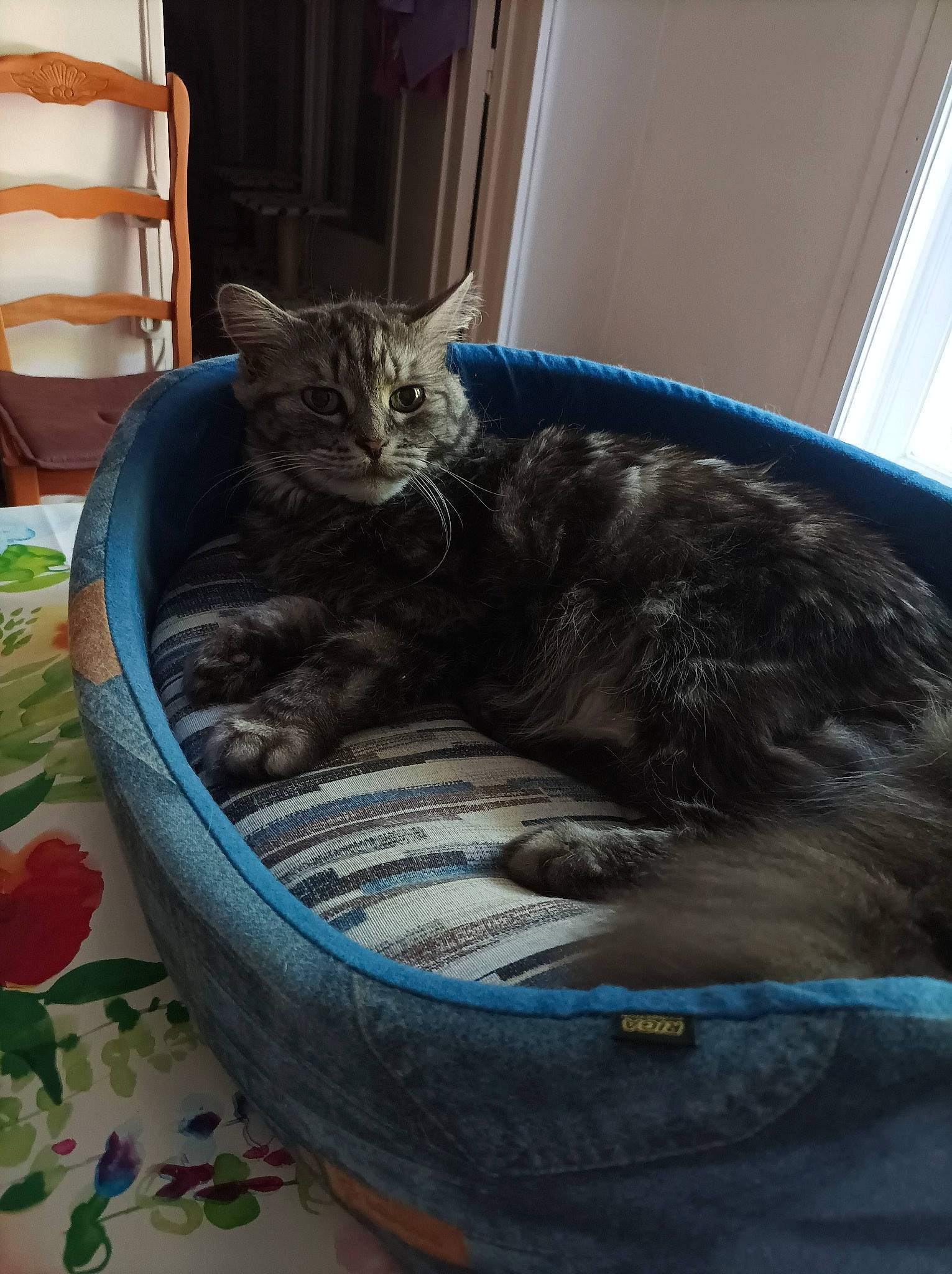 Vanille a rejoint le concours — aidez-le/la à gagner de superbes lots ! carnivore, cat, cat_bed, cat_supply, claw, comfort, domestic_short_haired_cat, electric_blue, felidae, fur, nap, paw, pet_supply, small_to_medium_sized_cats, tail, terrestrial_animal, whiskers