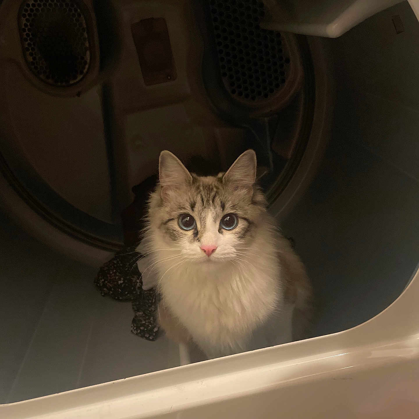 Mewtwo is registered to the contest to win money with this photo: abyssinian, angora, animal, appliance, cat, device, electricaldevice, kitten, laundry, manx, pet, siamese, sink, washer