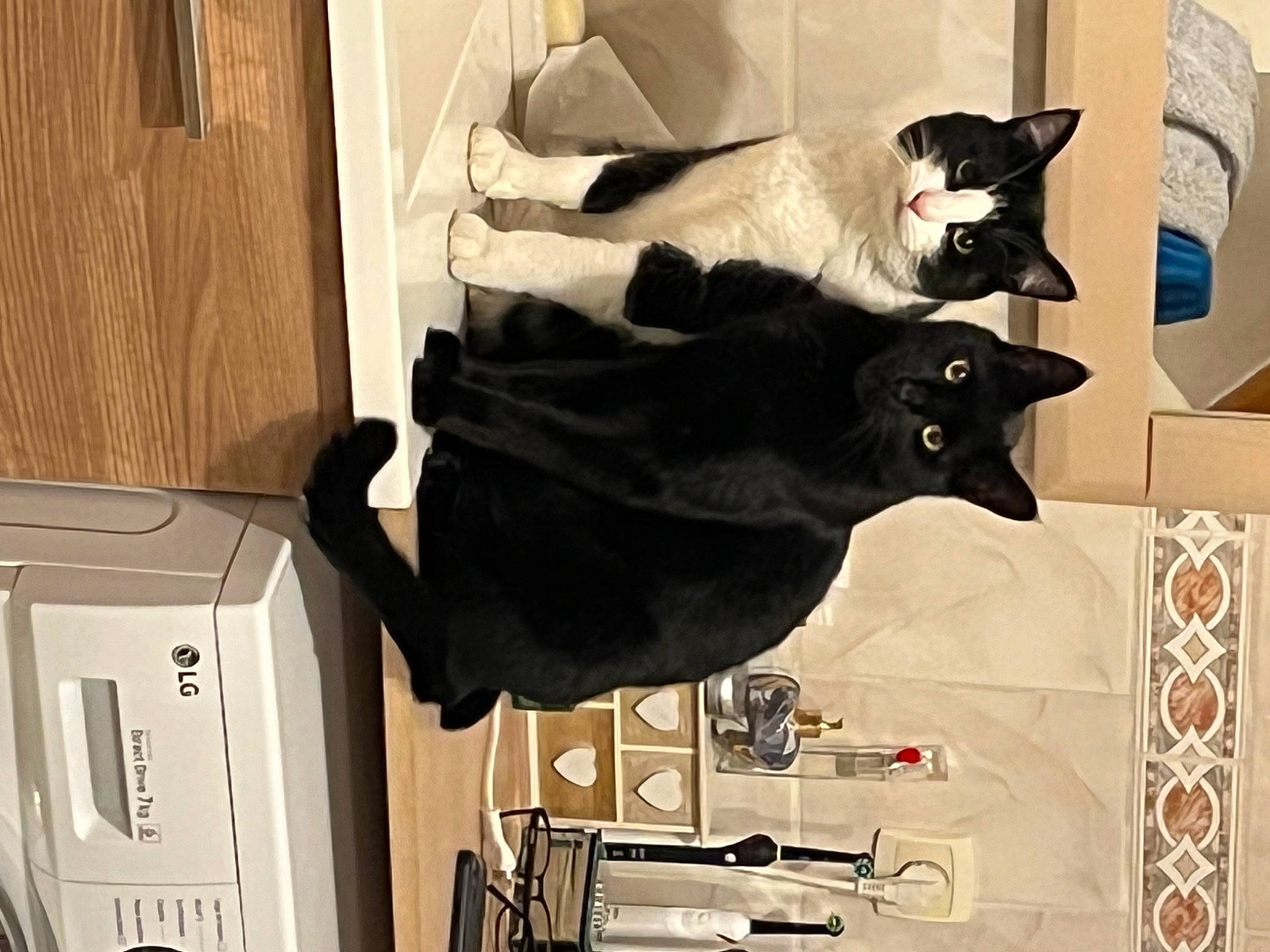 Rocket a rejoint le concours — aidez-le/la à gagner de superbes lots ! black_cat, carnivore, cat, chair, comfort, domestic_short_haired_cat, felidae, flooring, fur, linens, machine, room, shelf, small_to_medium_sized_cats, tail, whiskers, wood