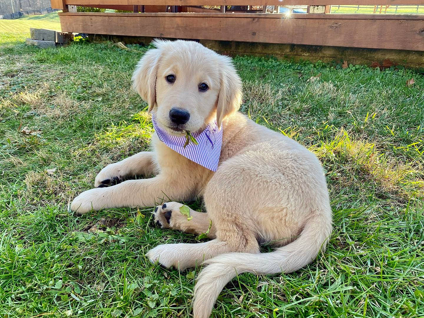 Larue is registered to the contest to win money with this photo: canidae, carnivore, companion_dog, dog, dog_breed, fawn, fur, grass, grass_family, groundcover, gun_dog, lawn, mammal, retriever, snout, sporting_group, tail, wood, working_animal, yard