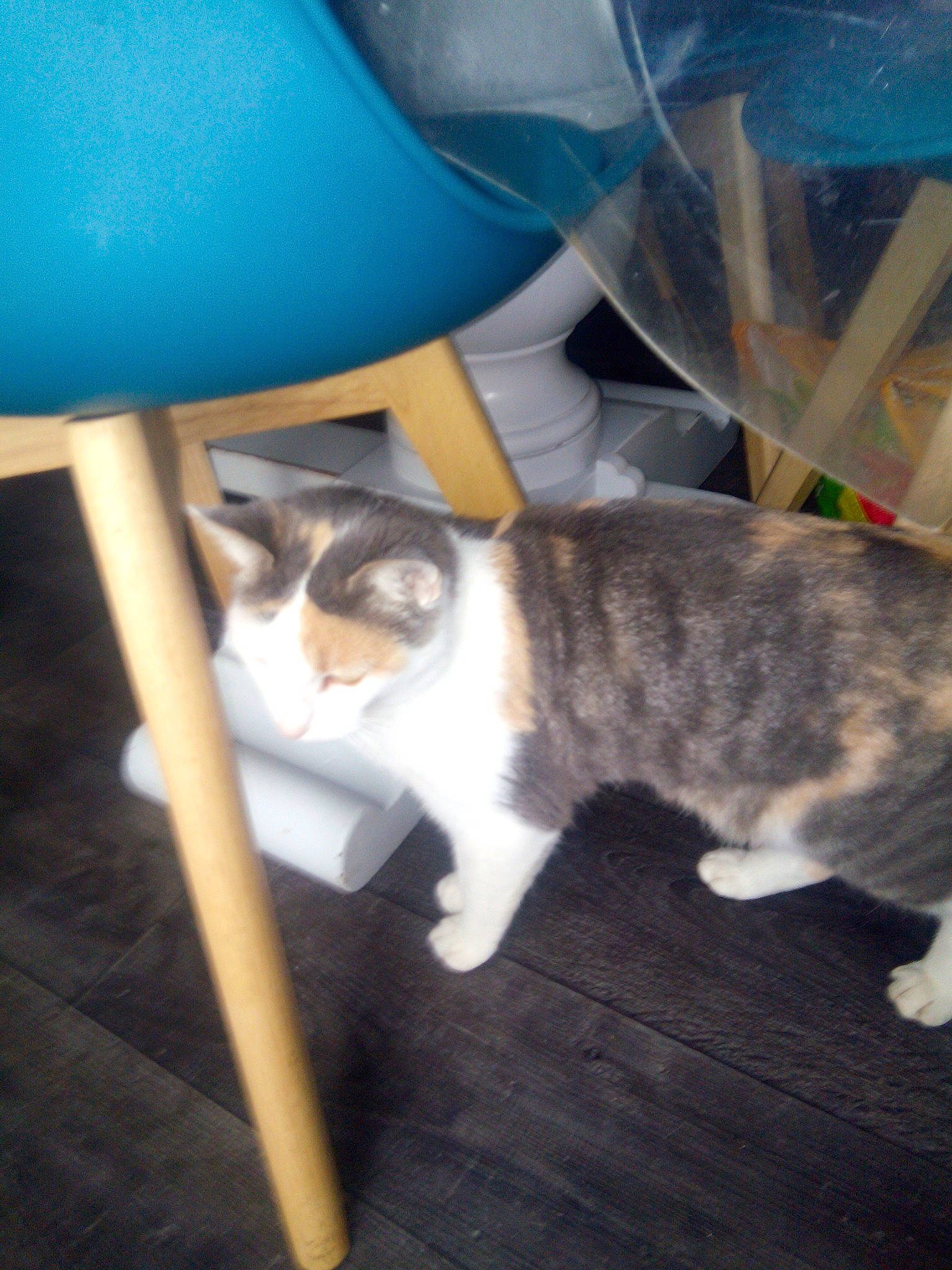 Neguets a rejoint le concours — aidez-le/la à gagner de superbes lots ! carnivore, cat, domestic_short_haired_cat, european_shorthair, fawn, felidae, kitten, polydactyl_cat, small_to_medium_sized_cats, tail, whiskers