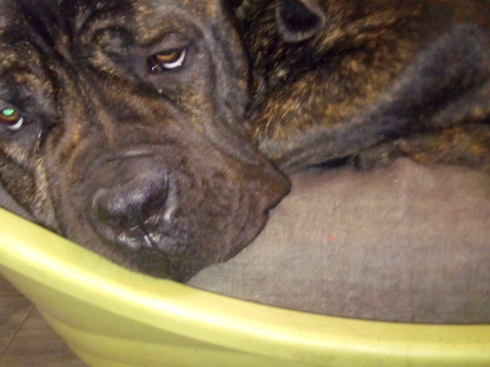 Onzo participe au concours pour gagner de l'argent avec cette photo : alaunt, boerboel, bullmastiff, cane_corso, canidae, carnivore, cimarron_uruguayo, dog, dog_breed, fawn, fila_brasileiro, guard_dog, mammal, perro_de_presa_canario, skin, snout, sporting_group, vertebrate