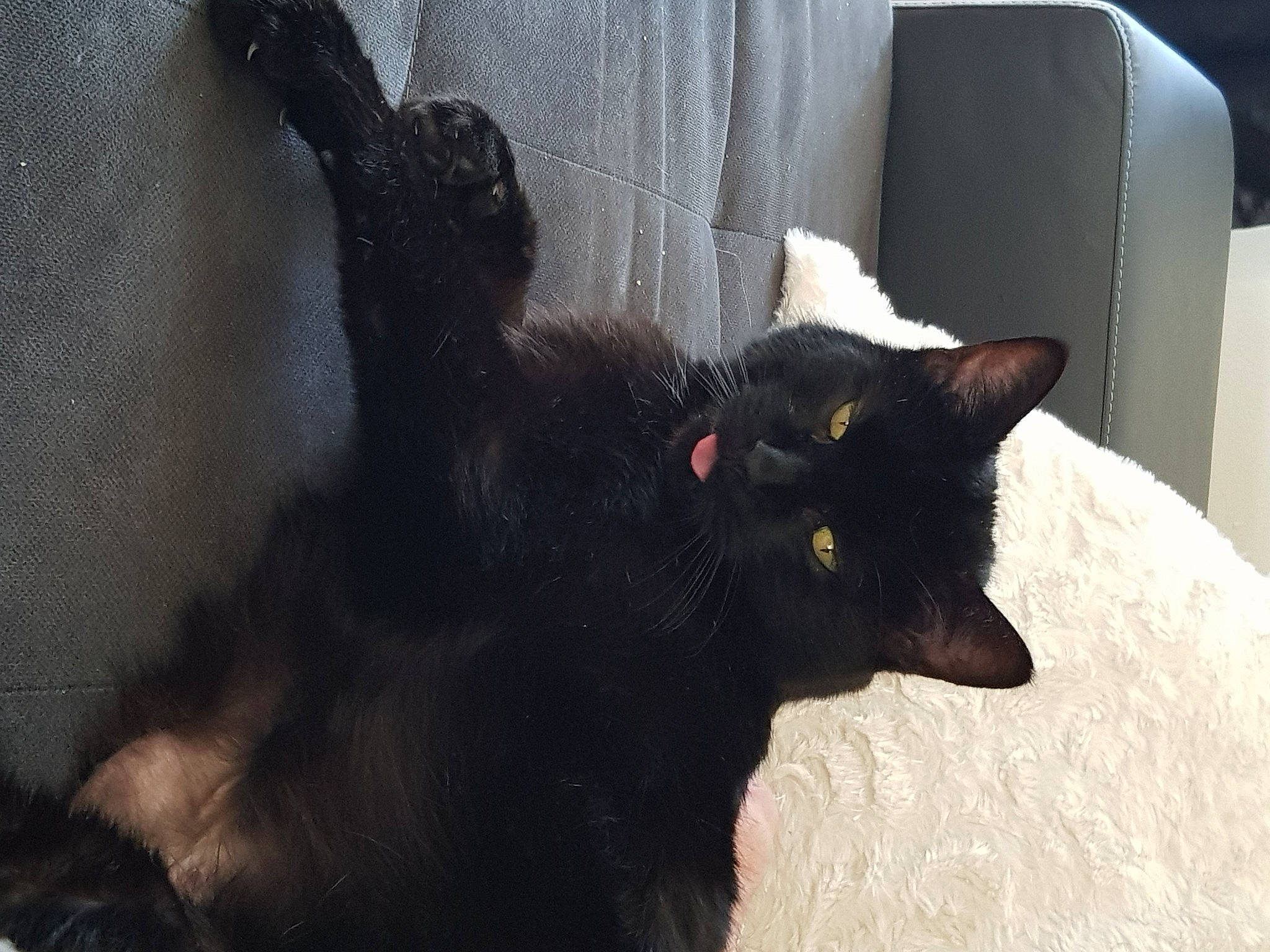 Titi participe au concours pour gagner de l'argent avec cette photo : black_cat, bombay, carnivore, cat, claw, domestic_short_haired_cat, felidae, fur, grey, paw, small_to_medium_sized_cats, tail, terrestrial_animal, whiskers, window