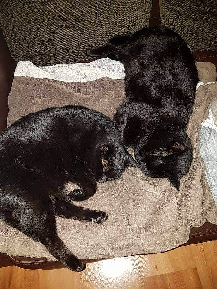 Titi participe au concours pour gagner de l'argent avec cette photo : black_cat, carnivore, comfort, companion_dog, dog, dog_breed, felidae, fur, grey, guard_dog, liver, mammal, paw, small_to_medium_sized_cats, snout, tail, terrestrial_animal, tints_and_shades, whiskers, working_animal