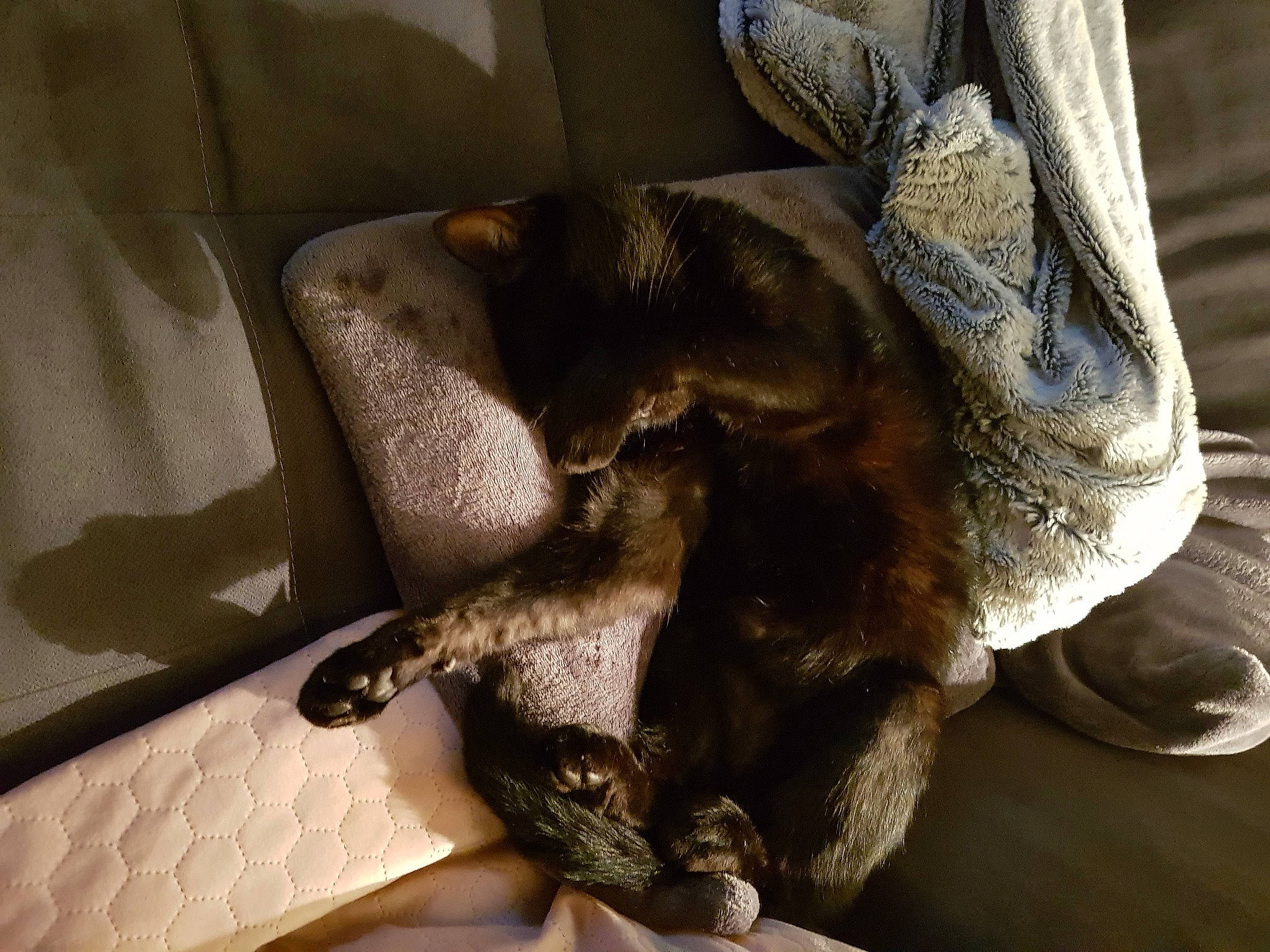 Titi a rejoint le concours — aidez-le/la à gagner de superbes lots ! canidae, carnivore, claw, comfort, companion_dog, dog, dog_breed, fawn, felidae, flooring, fur, grey, hardwood, paw, small_to_medium_sized_cats, sporting_group, tail, whiskers, wood, working_animal