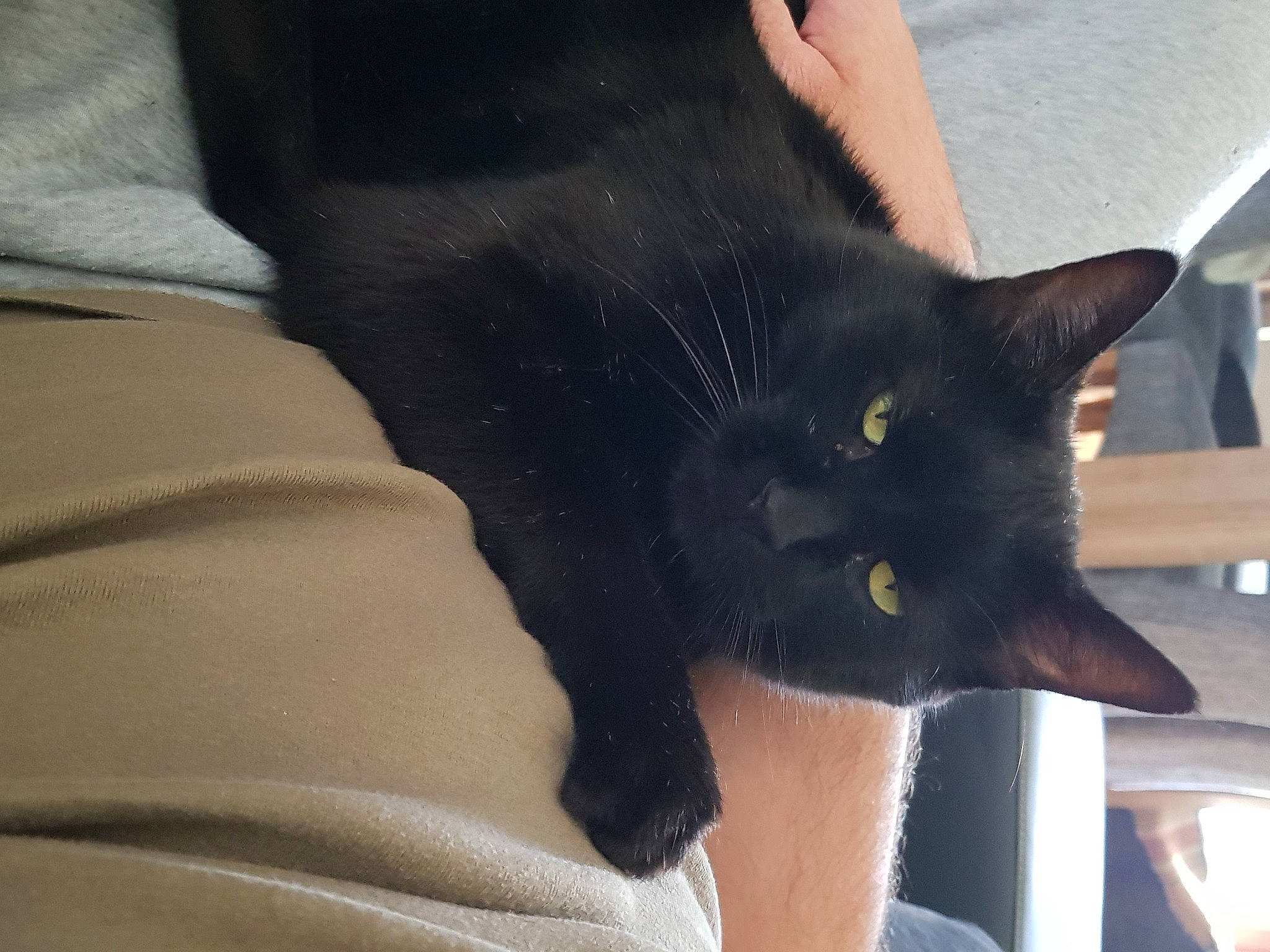 Titi a rejoint le concours — aidez-le/la à gagner de superbes lots ! black_cat, bombay, carnivore, cat, claw, comfort, domestic_short_haired_cat, felidae, fur, gesture, grey, human_leg, plant, sleeve, small_to_medium_sized_cats, snout, tail, terrestrial_animal, tree, whiskers