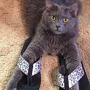 Chewy is registered to the contest to win money with this photo: animal, carpet, cat, cozy, curious, cute, domestic_animal, feline, flip_flops, footwear, funny, gray_cat, indoor, leopard_print, paws, pet, playful, relaxed, resting, soft_fur