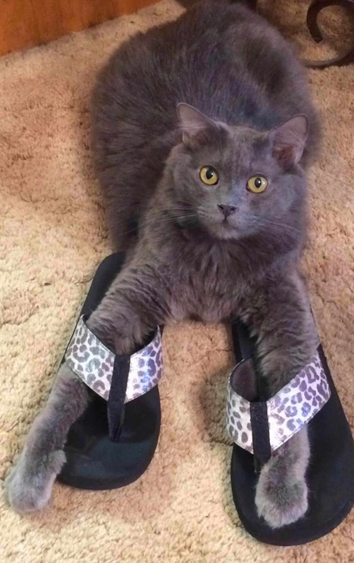Chewy