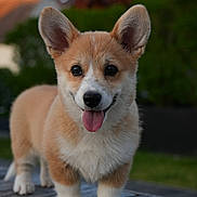 Tokyo participe au concours pour gagner de l'argent avec cette photo : adorable, animal, blurred_background, canine, corgi, cute, dog, ears_up, friendly, fur, greenery, nature, outdoor, pet, playful, portrait, puppy, tongue_out, wooden_surface, young