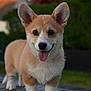 adorable, animal, blurred_background, canine, corgi, cute, dog, ears_up, friendly, fur, greenery, nature, outdoor, pet, playful, portrait, puppy, tongue_out, wooden_surface, young
