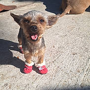Gidget is registered to the contest to win money with this photo: dog, small_dog, red_booties, outdoor, sunlight, concrete, happy, pet, animal, canine, smiling, playful, shadow, relaxing_dog, background, summer, daytime, cute, fur, ears