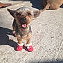 dog, small_dog, red_booties, outdoor, sunlight, concrete, happy, pet, animal, canine, smiling, playful, shadow, relaxing_dog, background, summer, daytime, cute, fur, ears