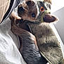 Gidget is registered to the contest to win money with this photo: dog, costume, dragon, pet, bed, fur, cute, animal, small_dog, ears, eyes, collar, resting, cozy, indoor, white_bedspread, green_plant, portrait, looking_at_camera, sleepy