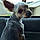 Gidget