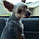 Gidget