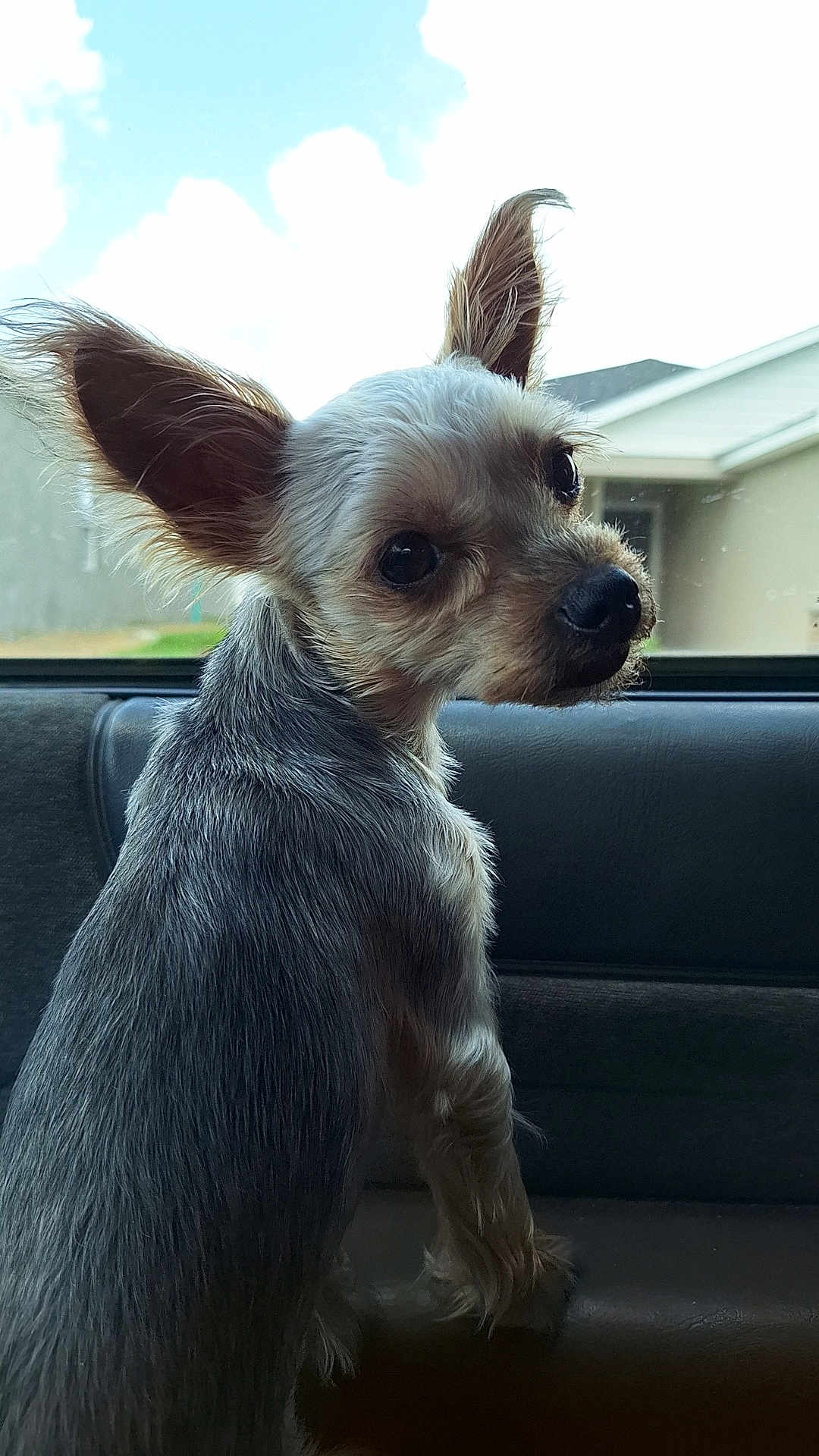 Gidget