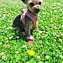 dog, small_dog, pink_harness, red_booties, clover, dandelion, grass, outdoor, nature, flower, pet, cute, blurred, furry, animal, sitting, greenery, sunlight, yard, garden