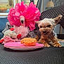 Gidget is registered to the contest to win money with this photo: dog, small_dog, muffin, plate, plush_toys, pink_flower, flamingo_toy, indoor, chair, mesh_chair, cozy, playful, pet, animal, toy, table, background_paintings, relaxed, cute, companion