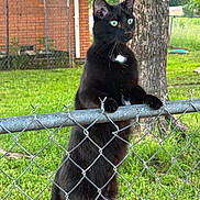 Doja is registered to the contest to win money with this photo: cat, black_cat, fence, chain_link_fence, outdoor, grass, tree, brick_building, greenery, pet, animal, standing, curious, daylight, whiskers, ears, paws, nature, looking, domestic_cat