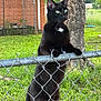 cat, black_cat, fence, chain_link_fence, outdoor, grass, tree, brick_building, greenery, pet, animal, standing, curious, daylight, whiskers, ears, paws, nature, looking, domestic_cat