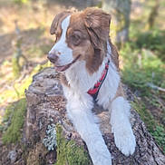 Jana a rejoint le concours — aidez-le/la à gagner de superbes lots ! dog, animal, outdoor, nature, forest, tree_stump, moss, canine, pet, fur, harness, sunlight, relaxed, portrait, brown_and_white, paw, wildlife, daylight, leisure, mammal