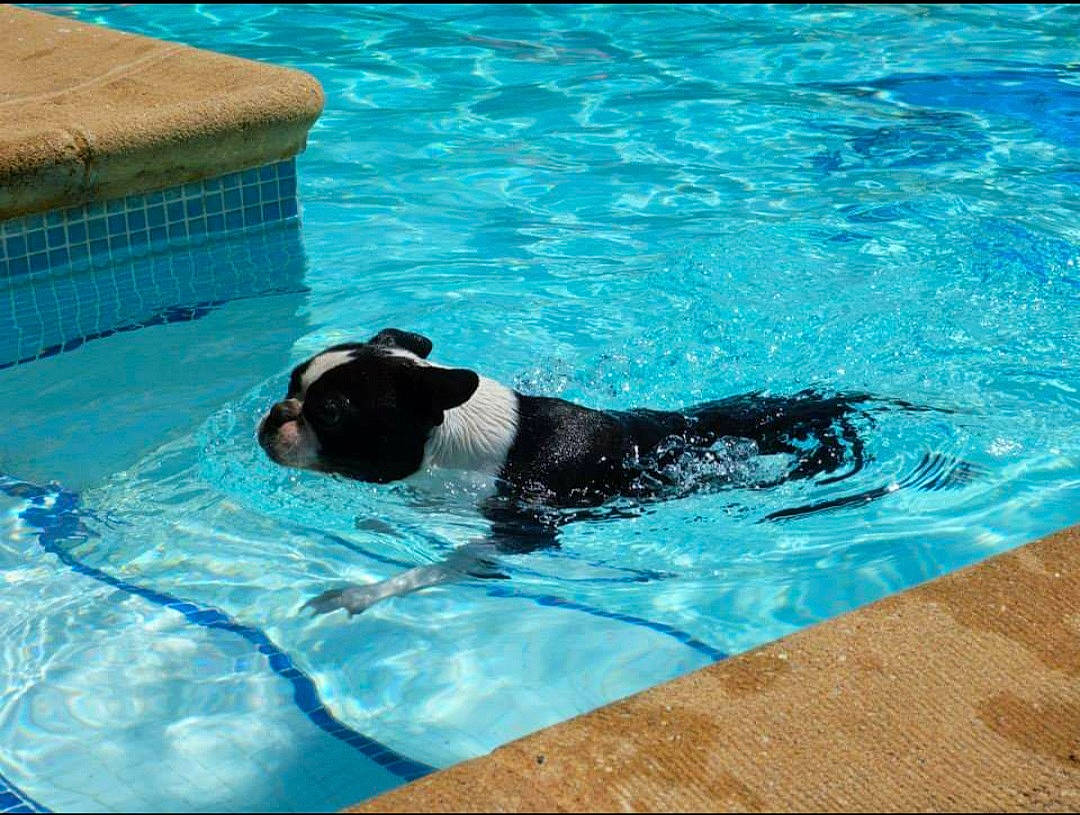 Gargamel participe au concours pour gagner de l'argent avec cette photo : aqua, blue, canidae, carnivore, companion_dog, dog, dog_breed, electric_blue, fluid, fun, leisure, leisure_centre, liquid, marine_mammal, recreation, sporting_group, swimming_pool, vertebrate, water, working_animal