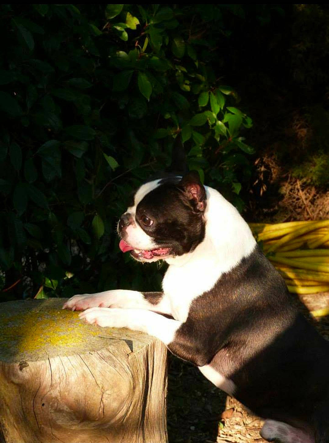 Gargamel participe au concours pour gagner de l'argent avec cette photo : ball, boston_terrier, canidae, carnivore, companion_dog, darkness, dog, dog_breed, fawn, flash_photography, grass, plant, snout, sporting_group, tail, terrestrial_animal, tints_and_shades, tree, wood, working_animal