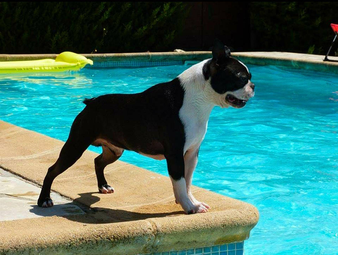 Gargamel a rejoint le concours — aidez-le/la à gagner de superbes lots ! blue, canidae, carnivore, companion_dog, composite_material, dog, dog_breed, dog_supply, fawn, grass, green, leisure, plant, snout, sporting_group, swimming_pool, tail, terrestrial_animal, water, working_animal