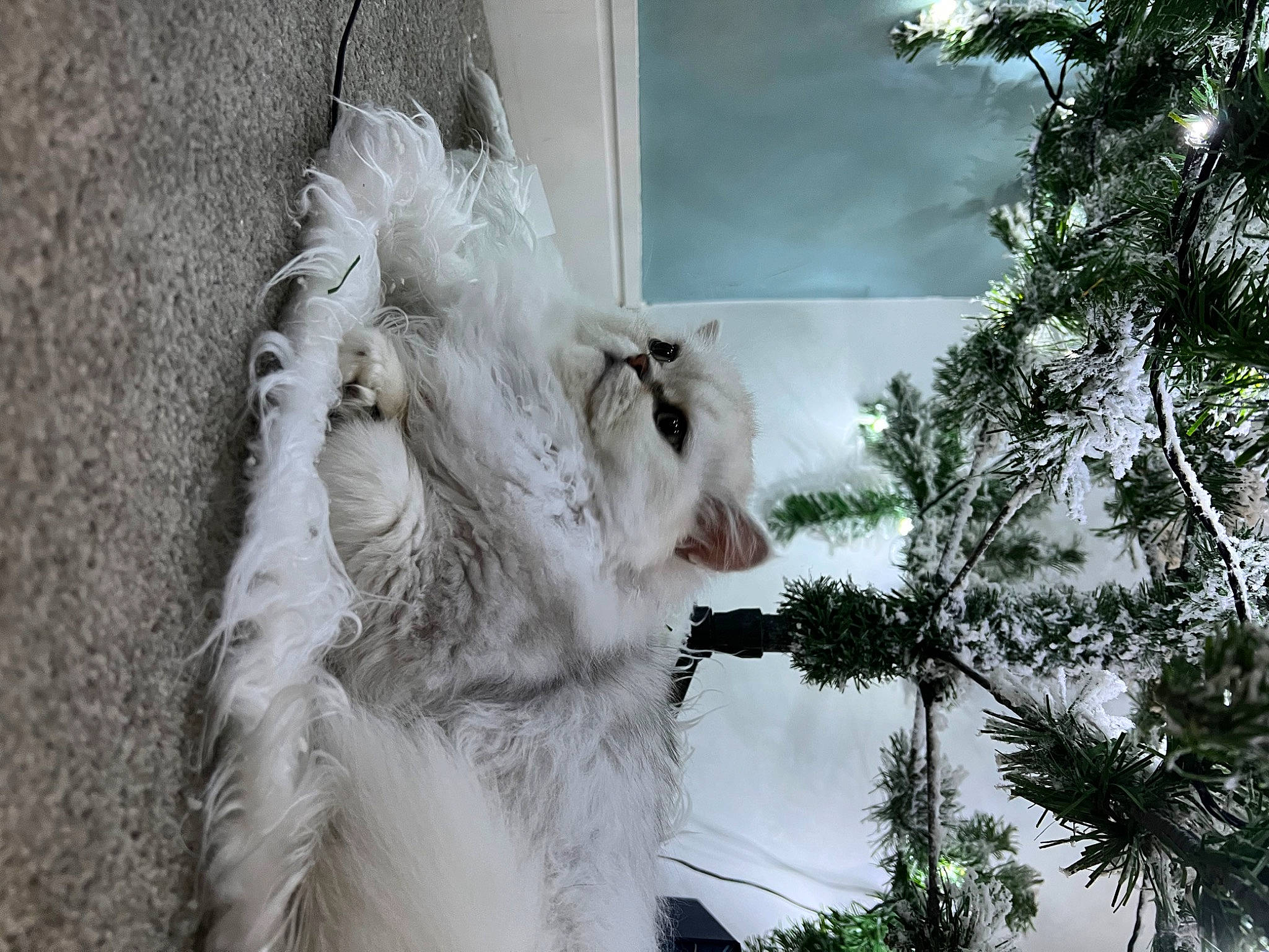 Claude is registered to the contest to win money with this photo: canidae, conifer, event, evergreen, feather, felidae, fur, goats, owl, palm_tree, plant, small_to_medium_sized_cats, tail, terrestrial_animal, tree, twig, whiskers, wildlife, window, winter
