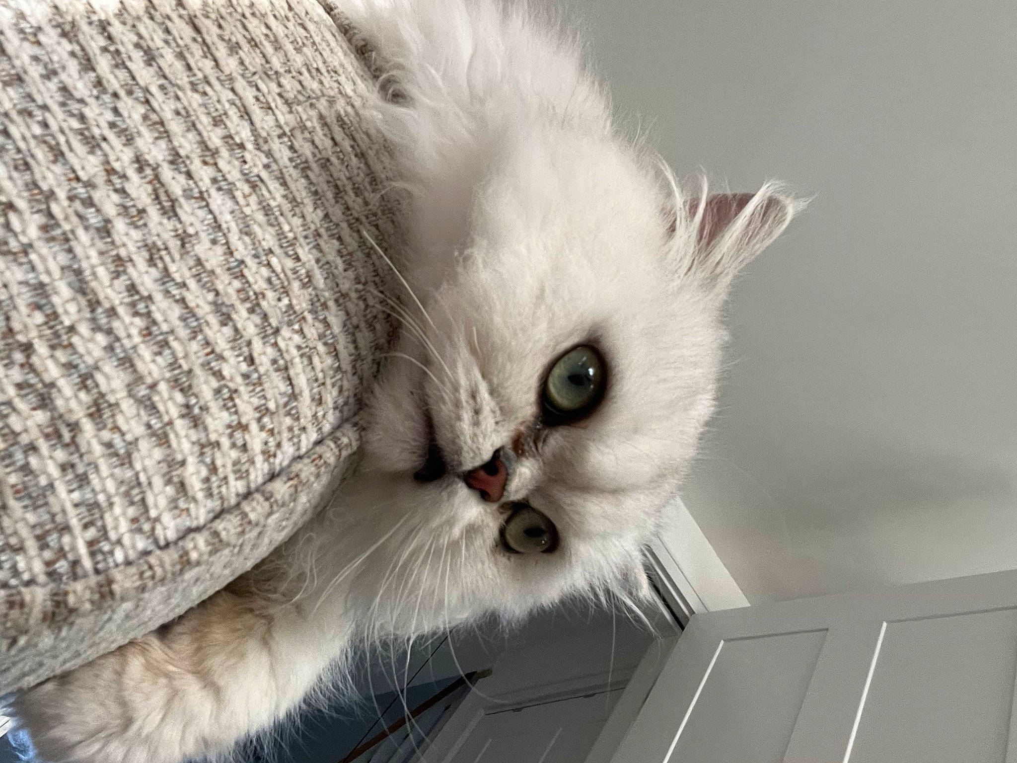 Claude is registered to the contest to win money with this photo: carnivore, cat, claw, comfort, fawn, felidae, fur, nap, paw, small_to_medium_sized_cats, snout, tail, whiskers