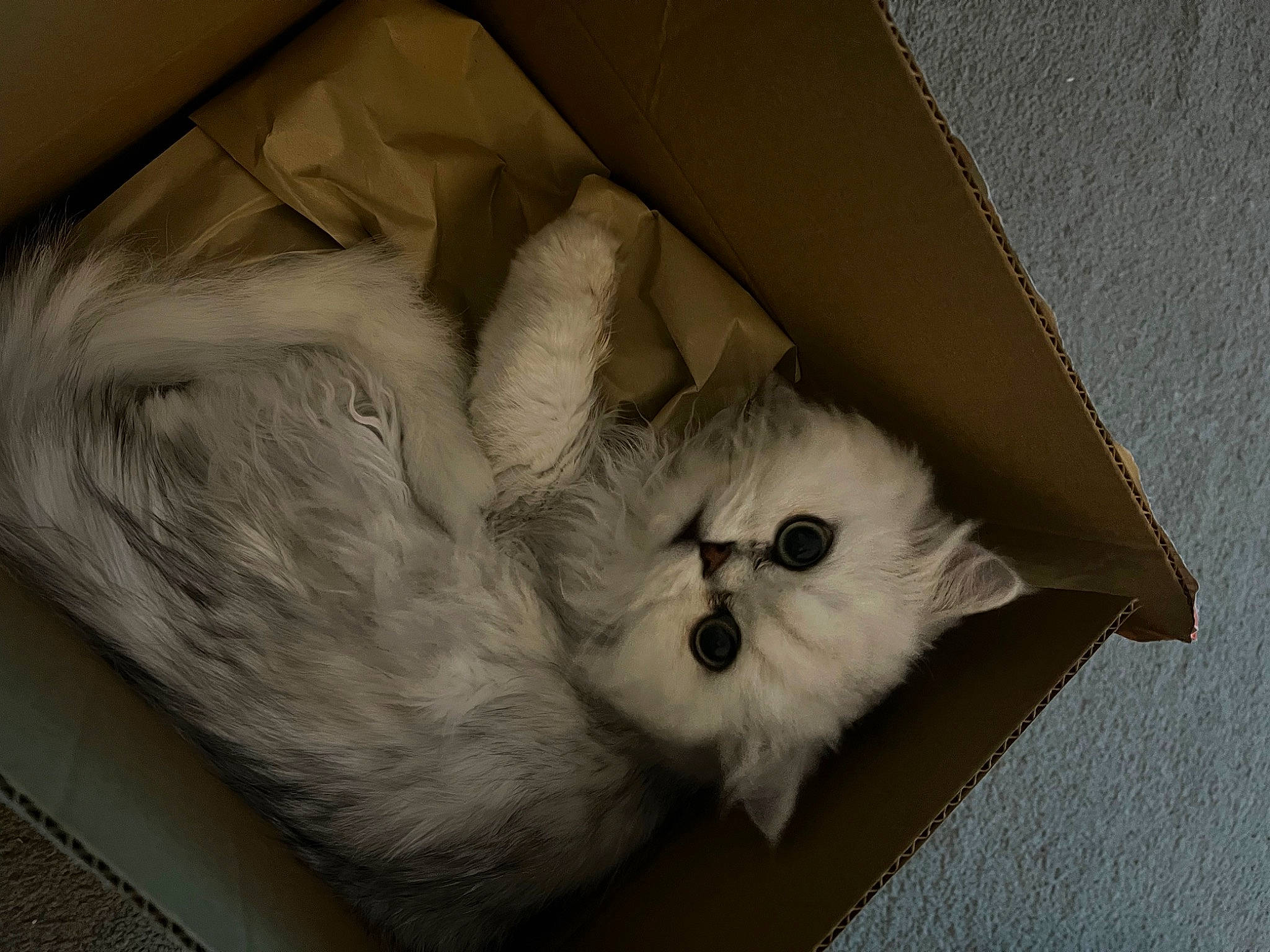 Claude joined the competition — help win amazing prizes! box, carnivore, cat, comfort, domestic_short_haired_cat, fawn, felidae, fur, grey, nap, paw, room, shipping_box, sleep, small_to_medium_sized_cats, tail, whiskers