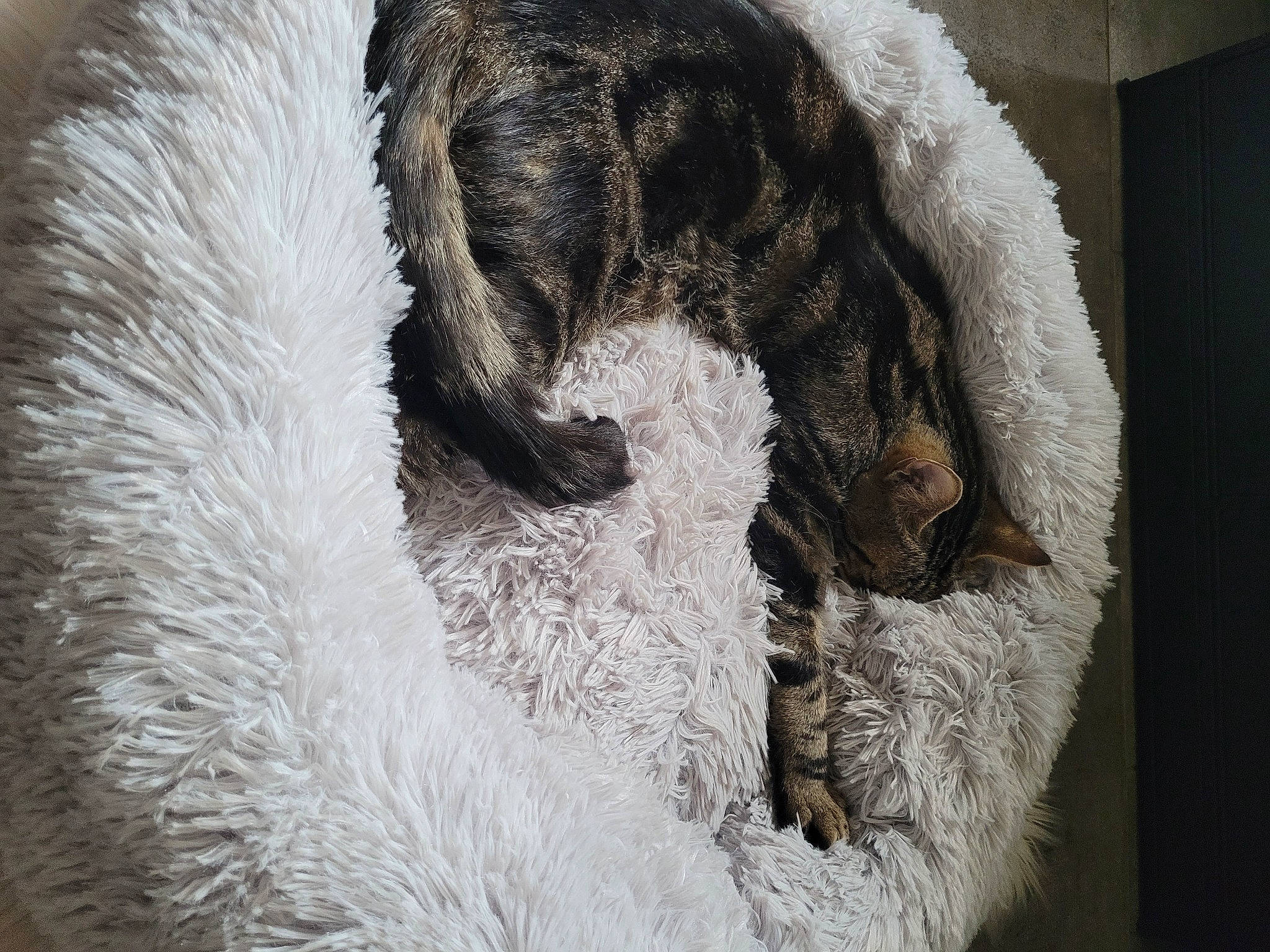 Gribouille a rejoint le concours — aidez-le/la à gagner de superbes lots ! canidae, claw, dog_breed, feather, felidae, fur, fur_clothing, grey, linens, natural_material, small_to_medium_sized_cats, snout, sporting_group, tail, terrestrial_animal, whiskers, wildlife, wool, woolen, working_animal