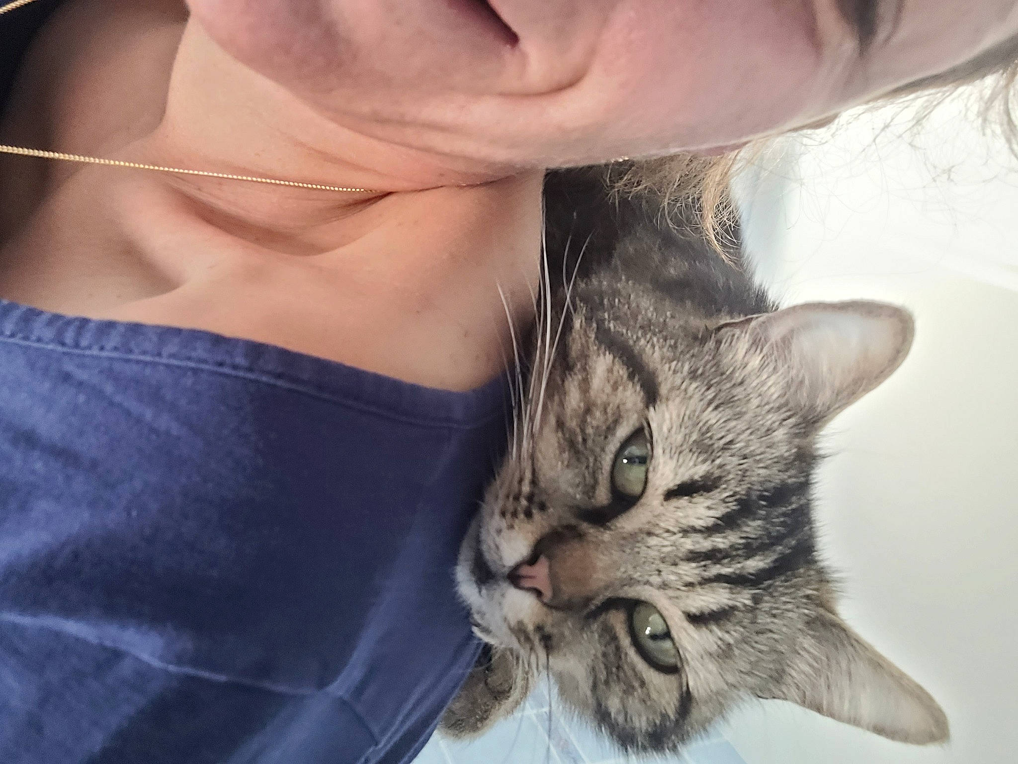 Gribouille participe au concours pour gagner de l'argent avec cette photo : arm, beard, carnivore, cat, chest, comfort, domestic_short_haired_cat, ear, elbow, eyelash, felidae, fur, gesture, leg, paw, selfie, small_to_medium_sized_cats, snout, t_shirt, whiskers