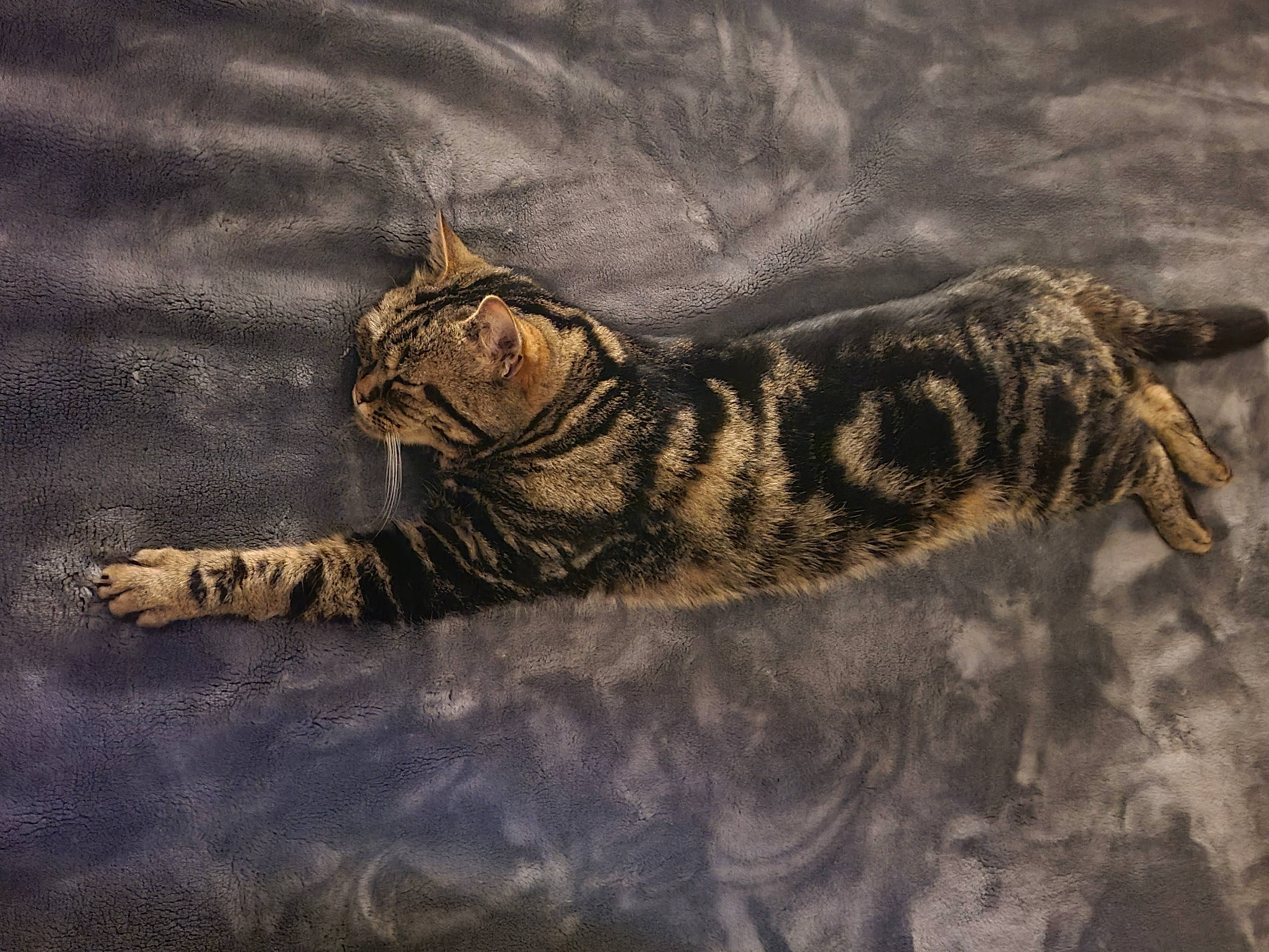 Gribouille participe au concours pour gagner de l'argent avec cette photo : big_cats, carnivore, cat, felidae, fur, organism, pattern, paw, shadow, siberian_tiger, sky, small_to_medium_sized_cats, snout, tail, terrestrial_animal, visual_arts, water, whiskers, wildlife, wood