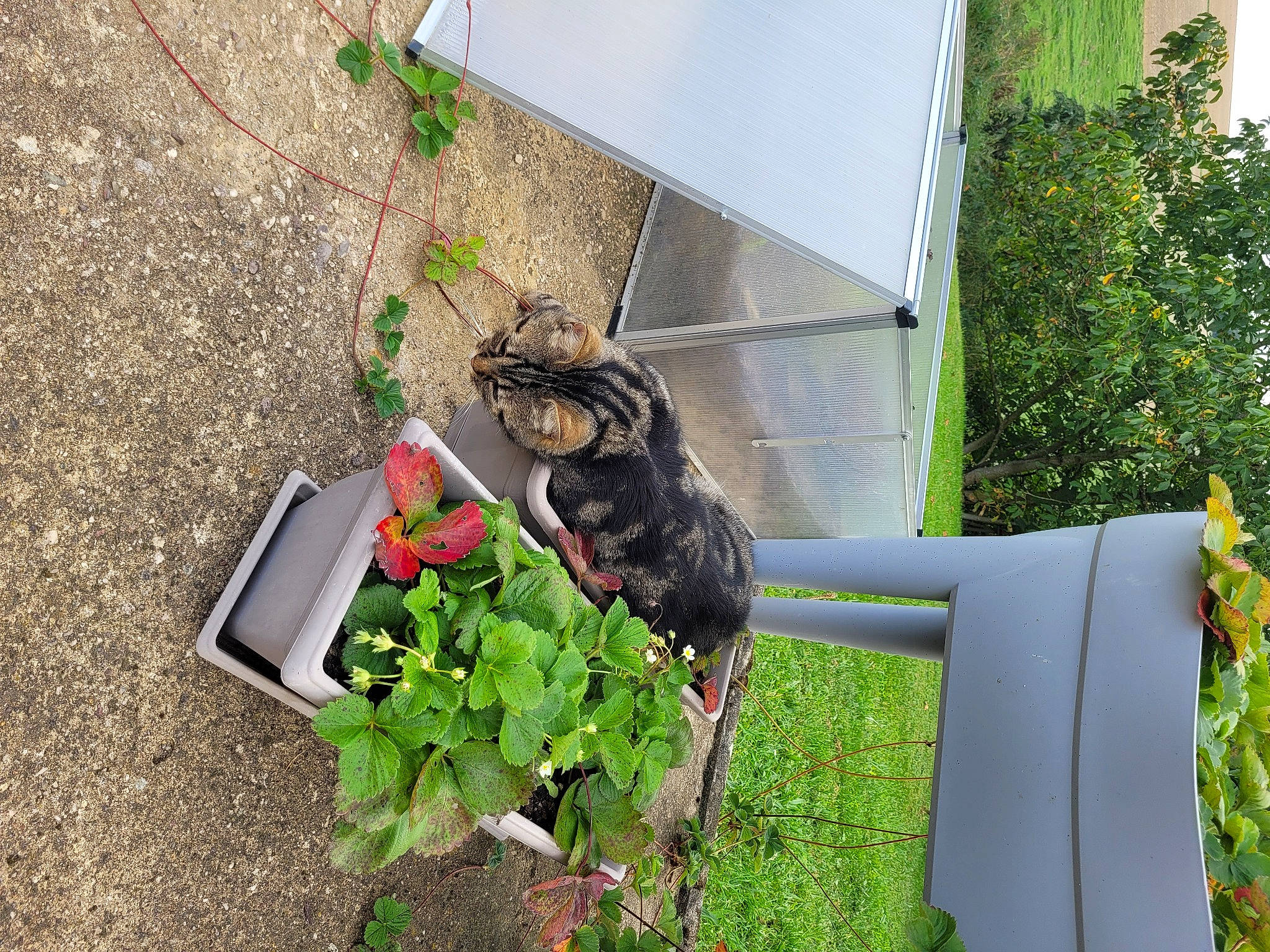 Gribouille a rejoint le concours — aidez-le/la à gagner de superbes lots ! annual_plant, canidae, carnivore, dog, dog_breed, felidae, flowerpot, garden, grass, groundcover, herb, houseplant, landscape, plant, shrub, small_to_medium_sized_cats, soil, sporting_group, tail, yard