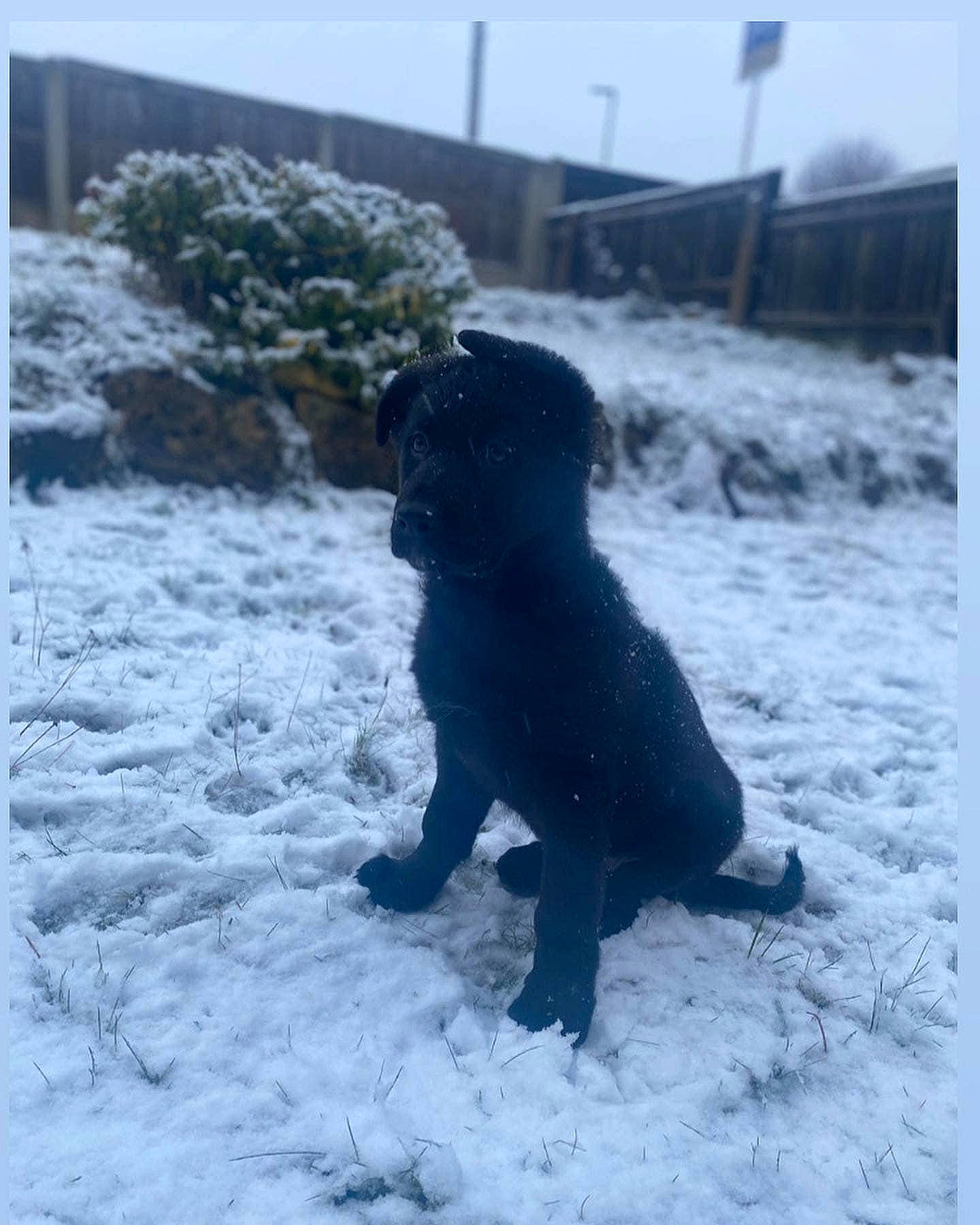 Calli joined the competition — help win amazing prizes! black, borador, canidae, carnivore, companion_dog, dog, dog_breed, freezing, gun_dog, hunting_dog, ice, mammal, precipitation, snout, snow, sporting_group, tail, winter, working_animal, working_dog
